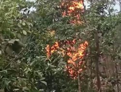 Kembali Sumur Minyak Ilegal Terbakar Di Perkebunan PT. PIP