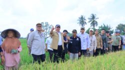 Panen Raya 3.194 Hektare di Ogan Ilir, Herman Deru Ungkap Kunci Sumsel Kejar Kemandirian Pangan