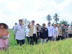 Panen Raya 3.194 Hektare di Ogan Ilir, Herman Deru Ungkap Kunci Sumsel Kejar Kemandirian Pangan
